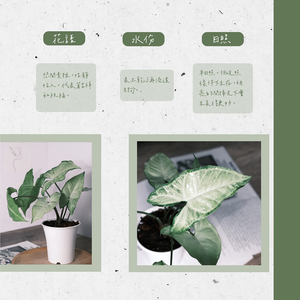 怡人。代表著吉祥