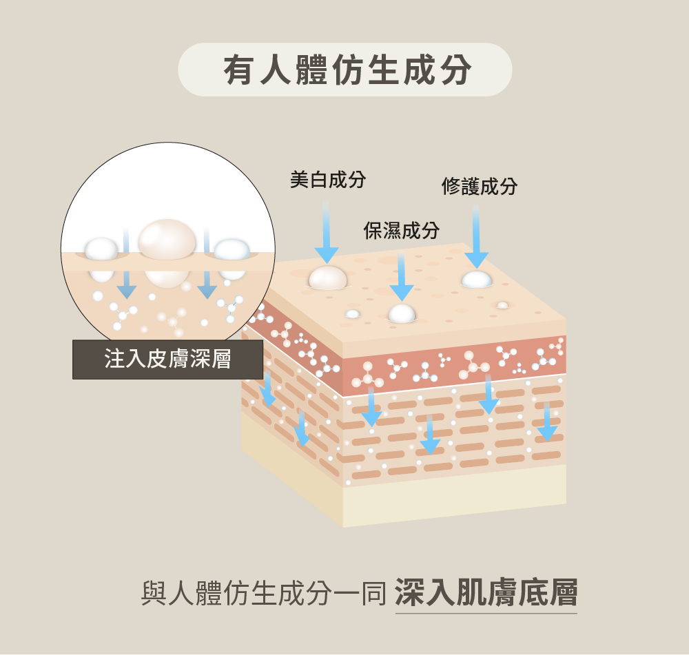 與人體仿生成分一同 深入肌膚底層