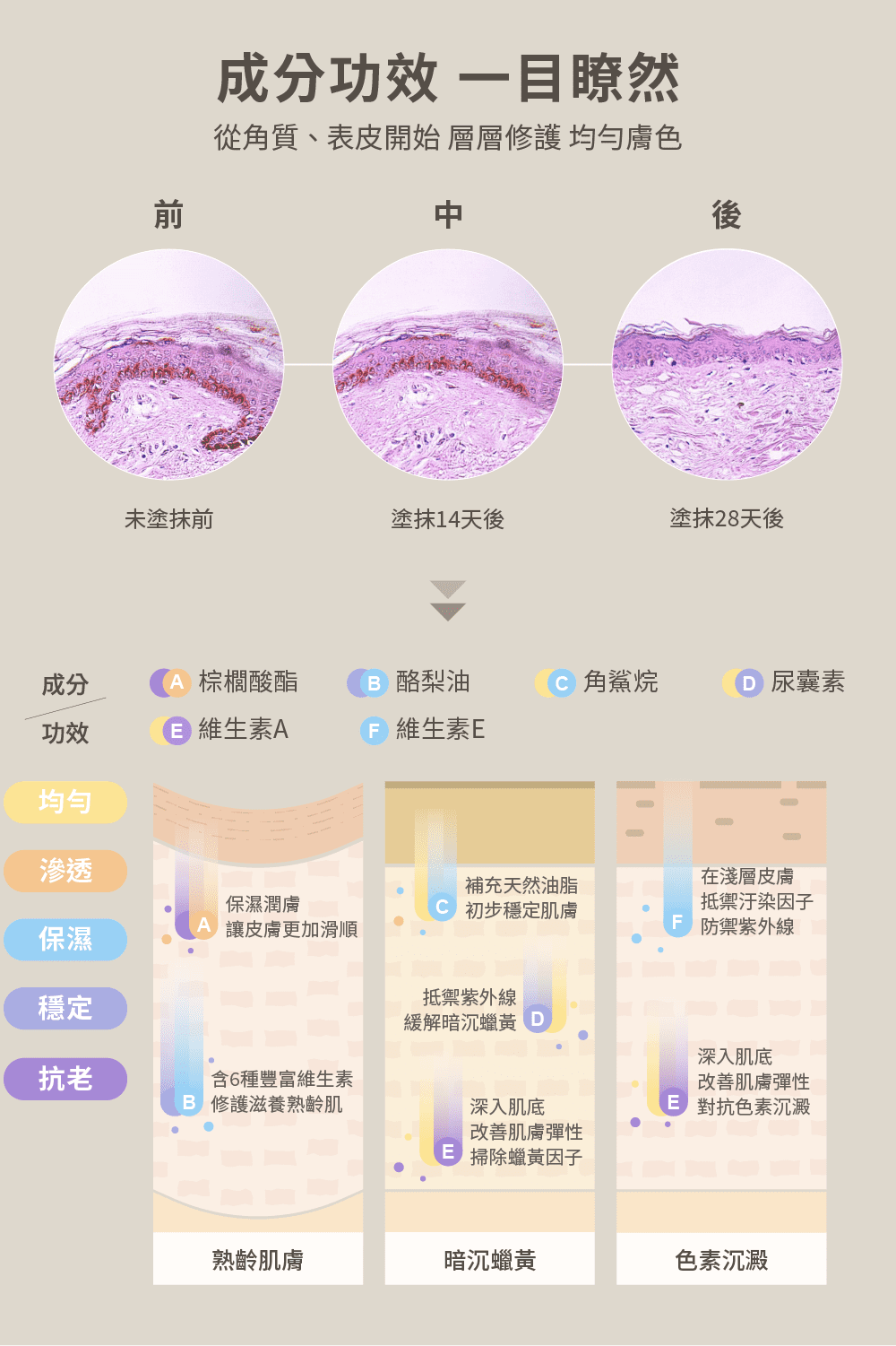 從角質、表皮開始 層層修護 均勻膚色
