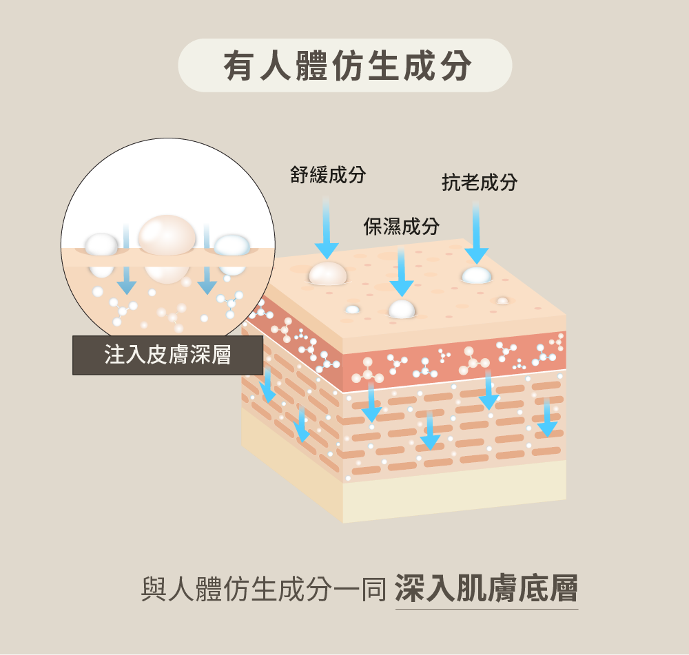 與人體仿生成分一同 深入肌膚底層