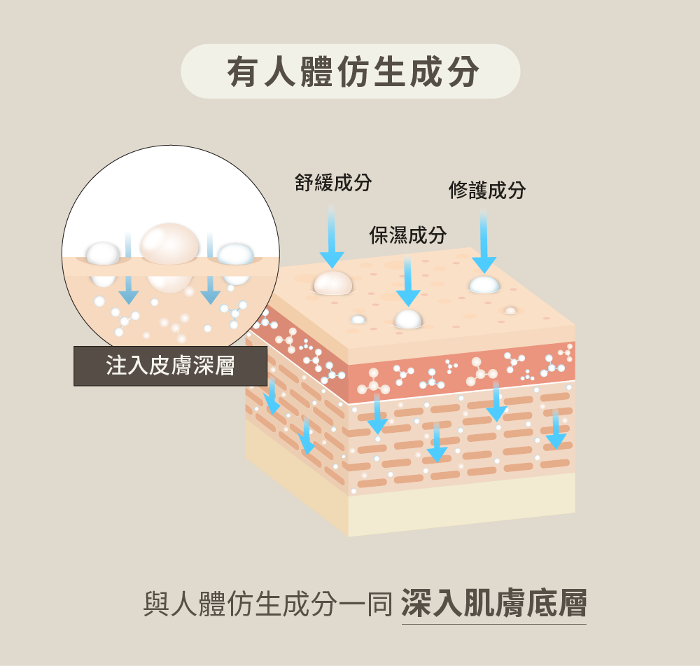 與人體仿生成分一同 深入肌膚底層