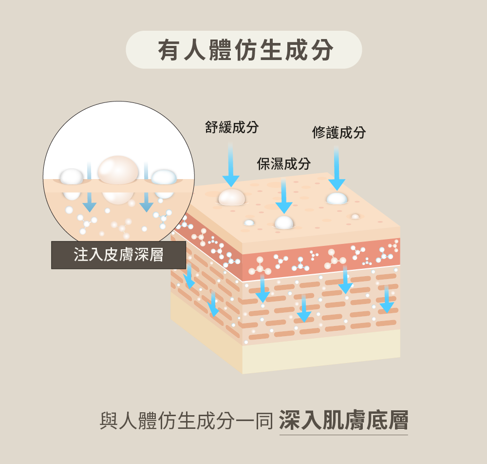 與人體仿生成分一同 深入肌膚底層