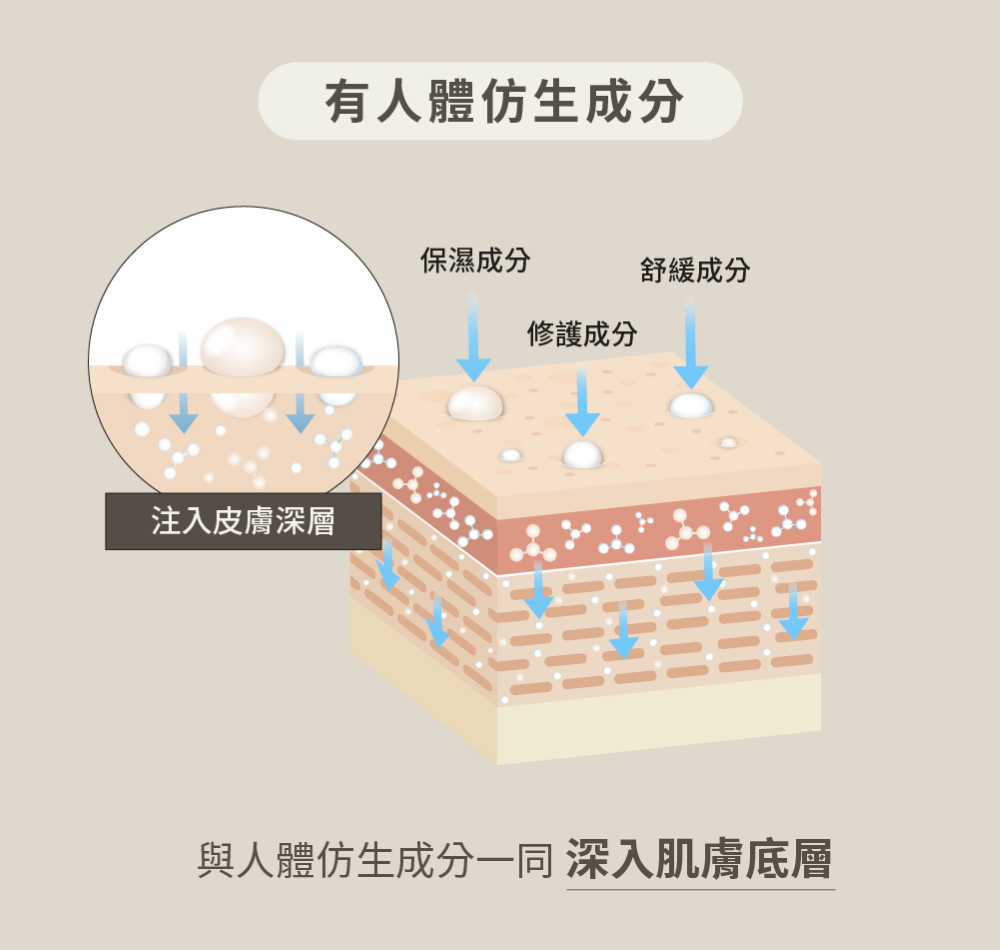 與人體仿生成分一同 深入肌膚底層