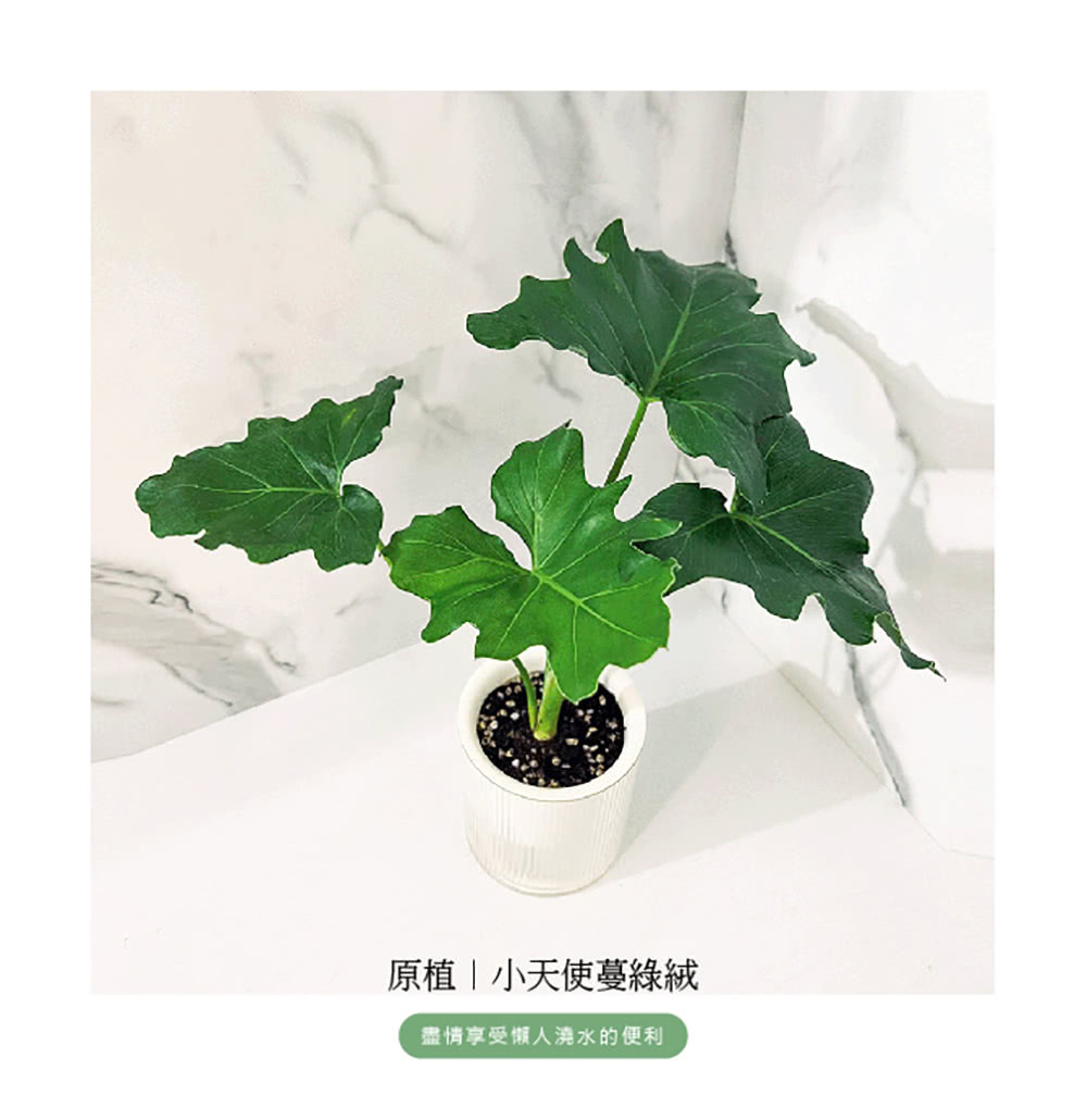 原植小天使蔓綠絨 盡情享受懶人澆水的便利 