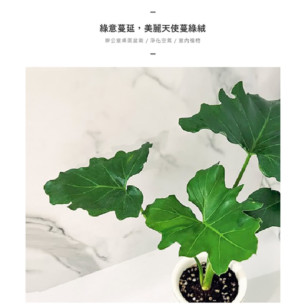 綠意蔓延,美麗天使蔓綠絨 辦公室桌面盆栽  淨化空氣 室内植物 