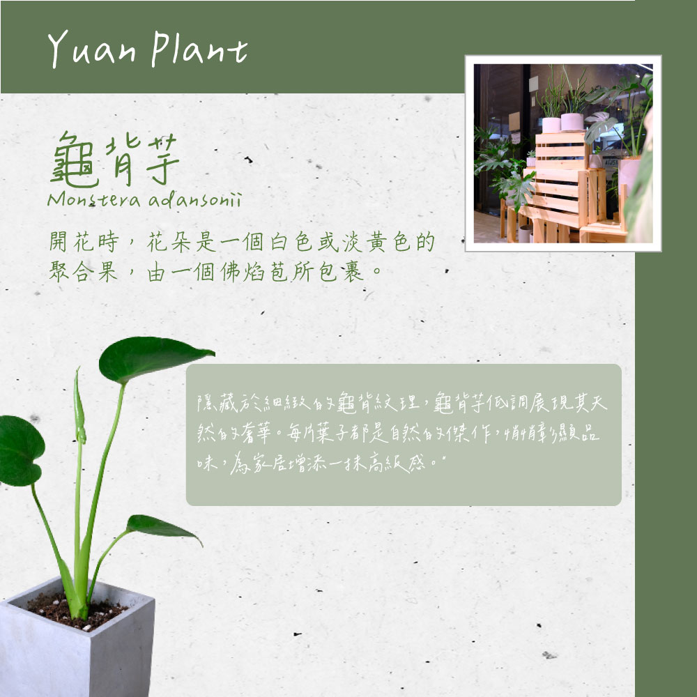 然的奢華。每片葉子都是自然的傑作,悄悄彰顯品