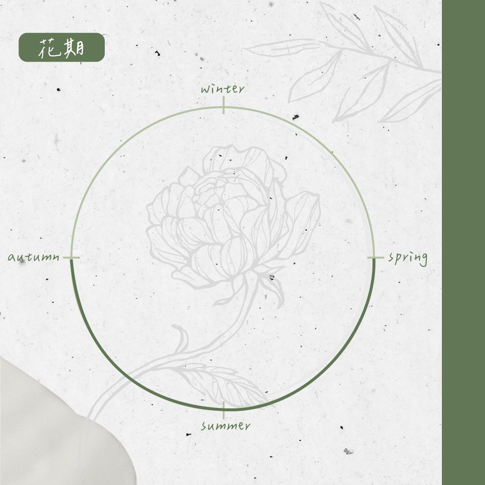 花期 