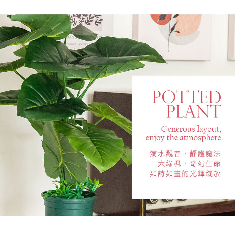 滴水觀音,靜謐魔法 大綠楓,奇幻生命 如詩如畫的光輝綻放 