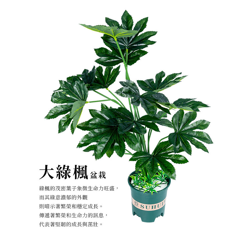 綠楓的茂密葉子象徵生命力旺盛,