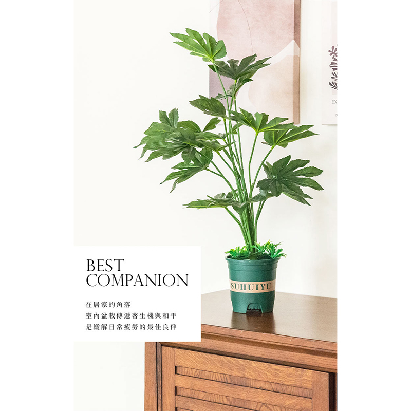在居家的角落 室內盆栽傳遞著生機與和平 是緩解日常疲勞的最佳良伴 山茶 