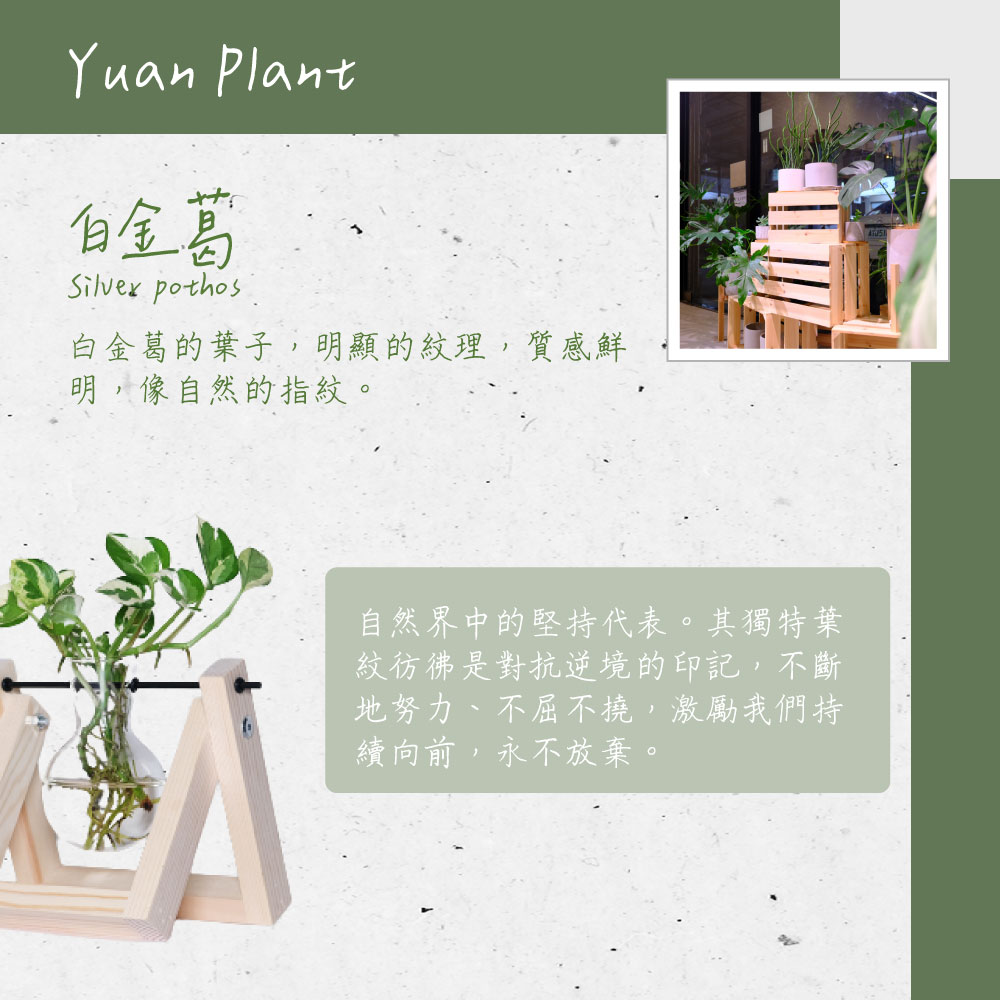 白金葛的葉子,明顯的紋理,質感鮮