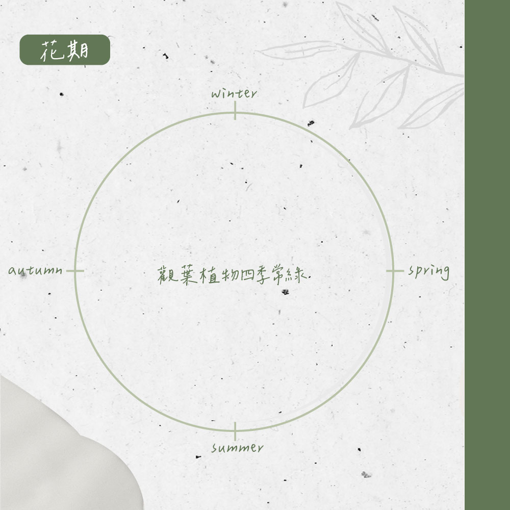 花期 觀葉植物四季常綠 