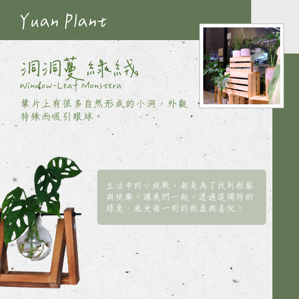 葉片上有很多自然形成的小洞,外觀