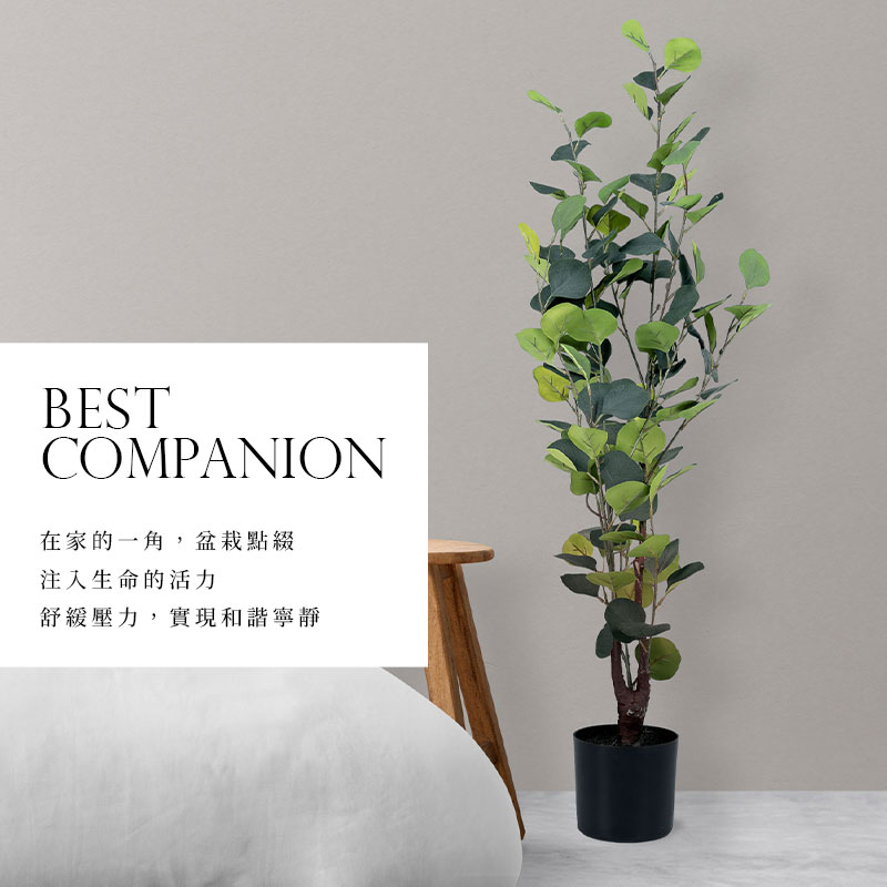 在家的一角,盆栽點綴 注入生命的活力 舒緩壓力,實現和諧寧靜 
