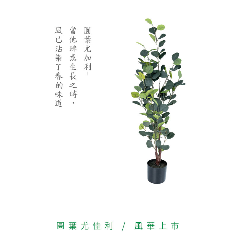 圓葉尤佳利  風華上市