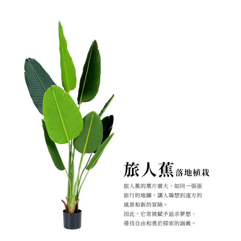 旅人蕉的葉片廣大,如同一張張
