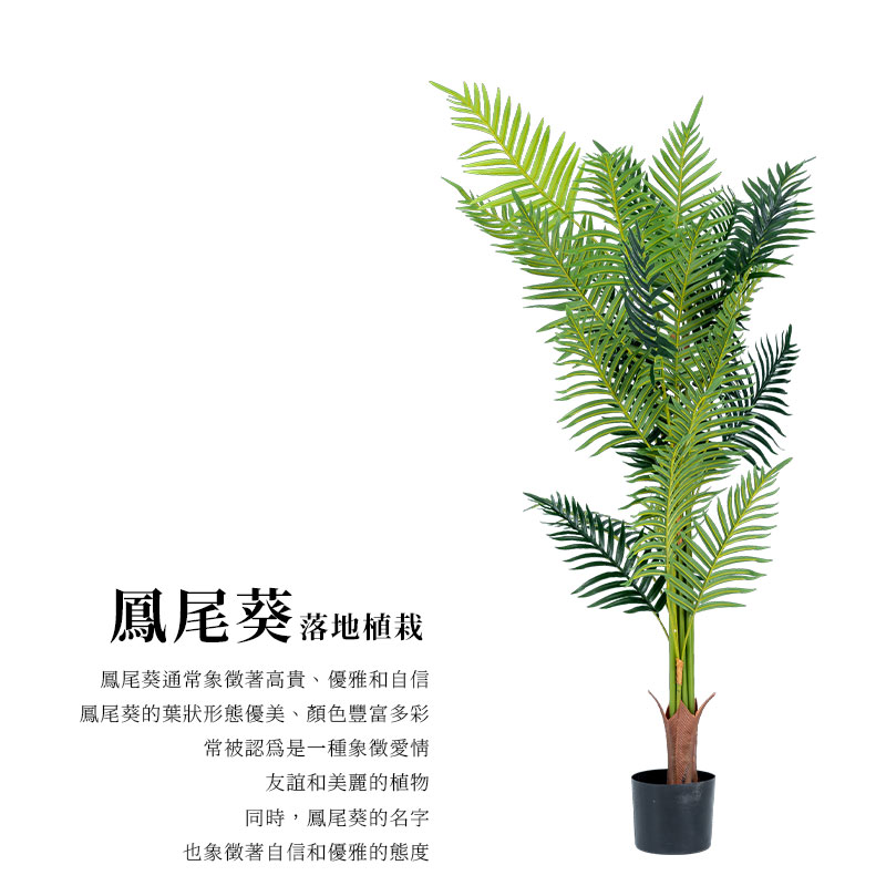 鳳尾葵的葉狀形態優美、顏色豐富多彩