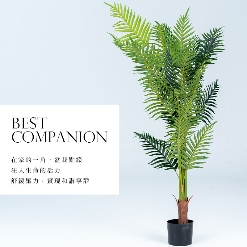 在家的一角,盆栽點綴 注入生命的活力 舒緩壓力,實現和諧寧靜 