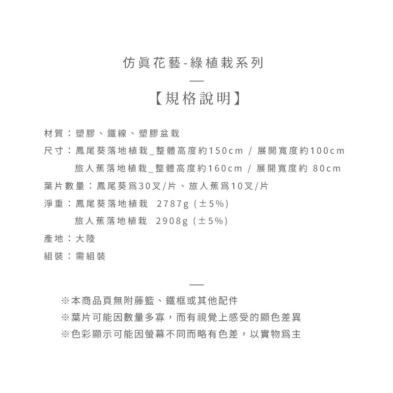 尺寸鳳尾葵落地植栽整體高度約150cm  展開寬度約100cm