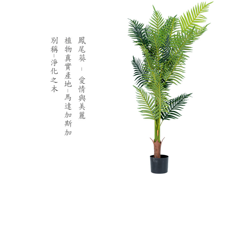 鳳尾葵 愛情與美麗 植物真實產地馬達加斯加 別稱淨化之木 