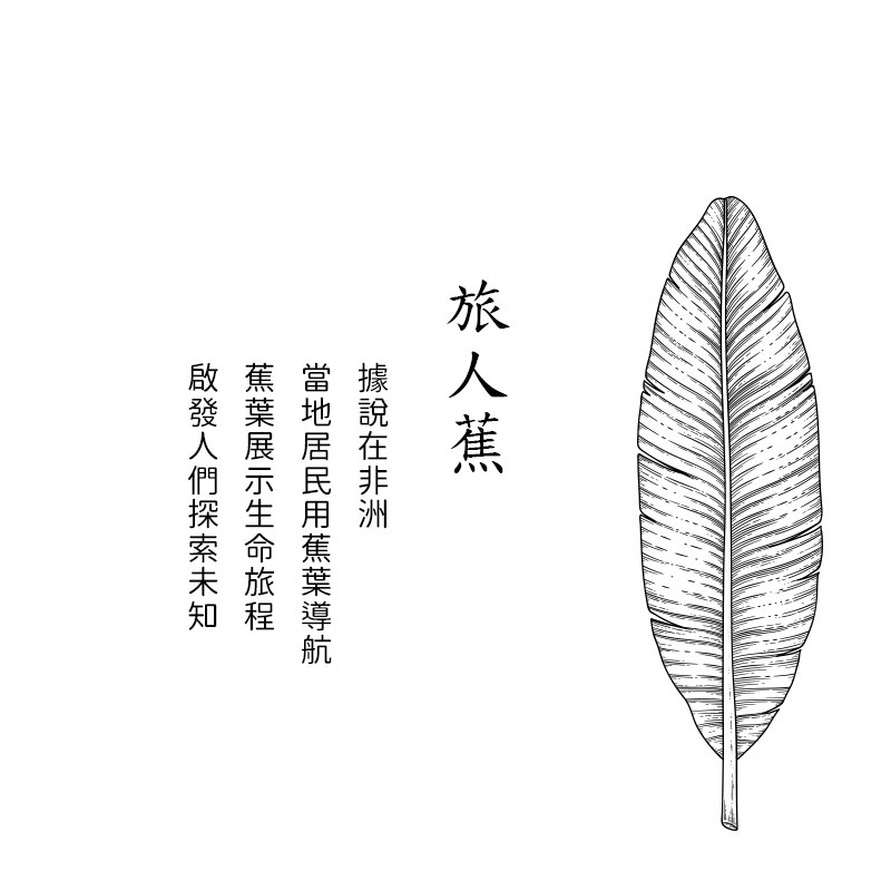 旅人蕉 據說在非洲 當地居民用蕉葉導航 蕉葉展示生命旅程 啟發人們探索未知 