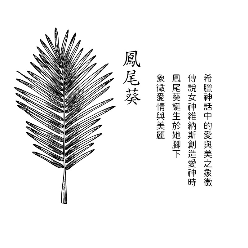 希臘神話中的愛與美之象徵 傳說女神維納斯創造愛神時 鳳尾葵誕生於她脚下 象徵愛情與美麗 鳳尾葵 