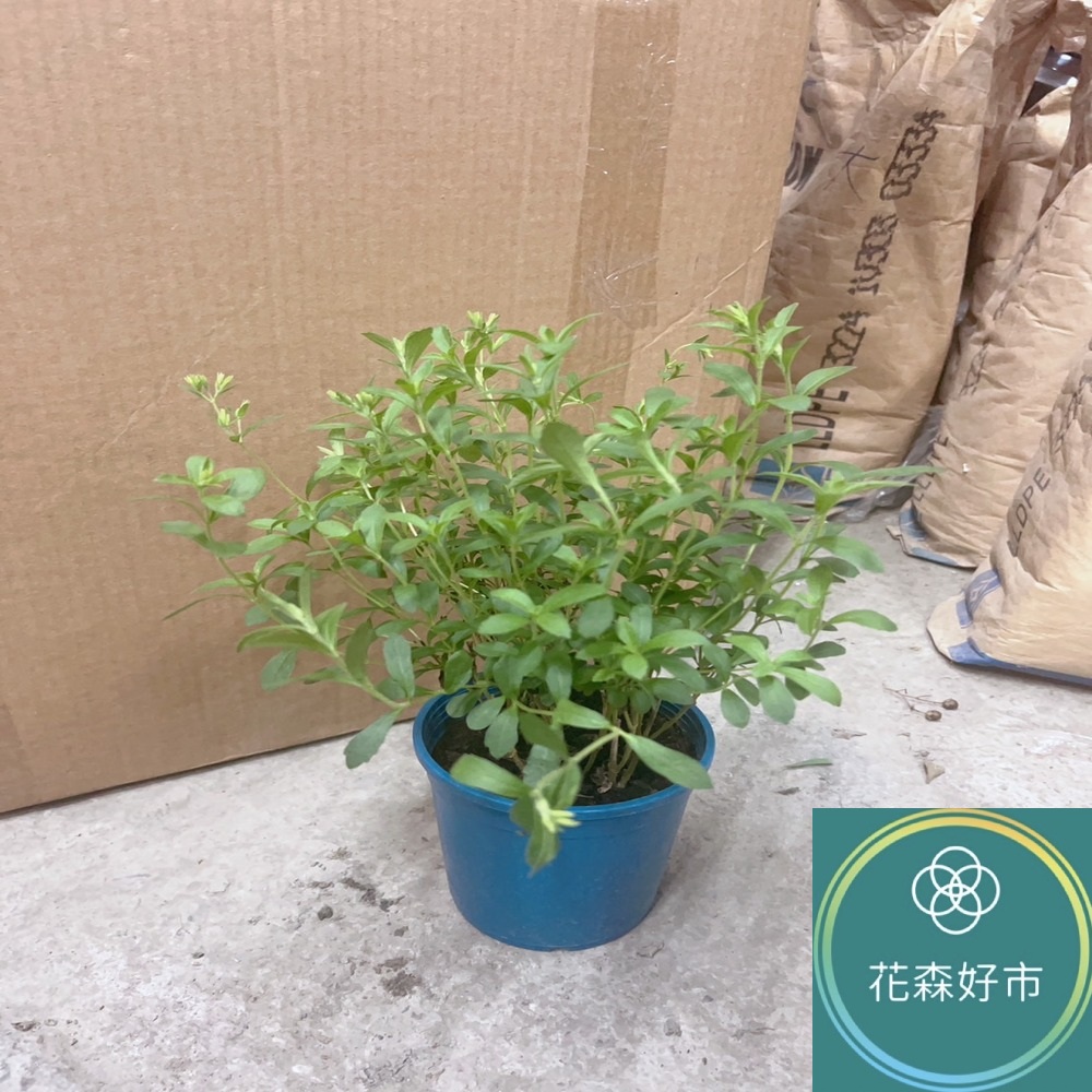 花森好市 