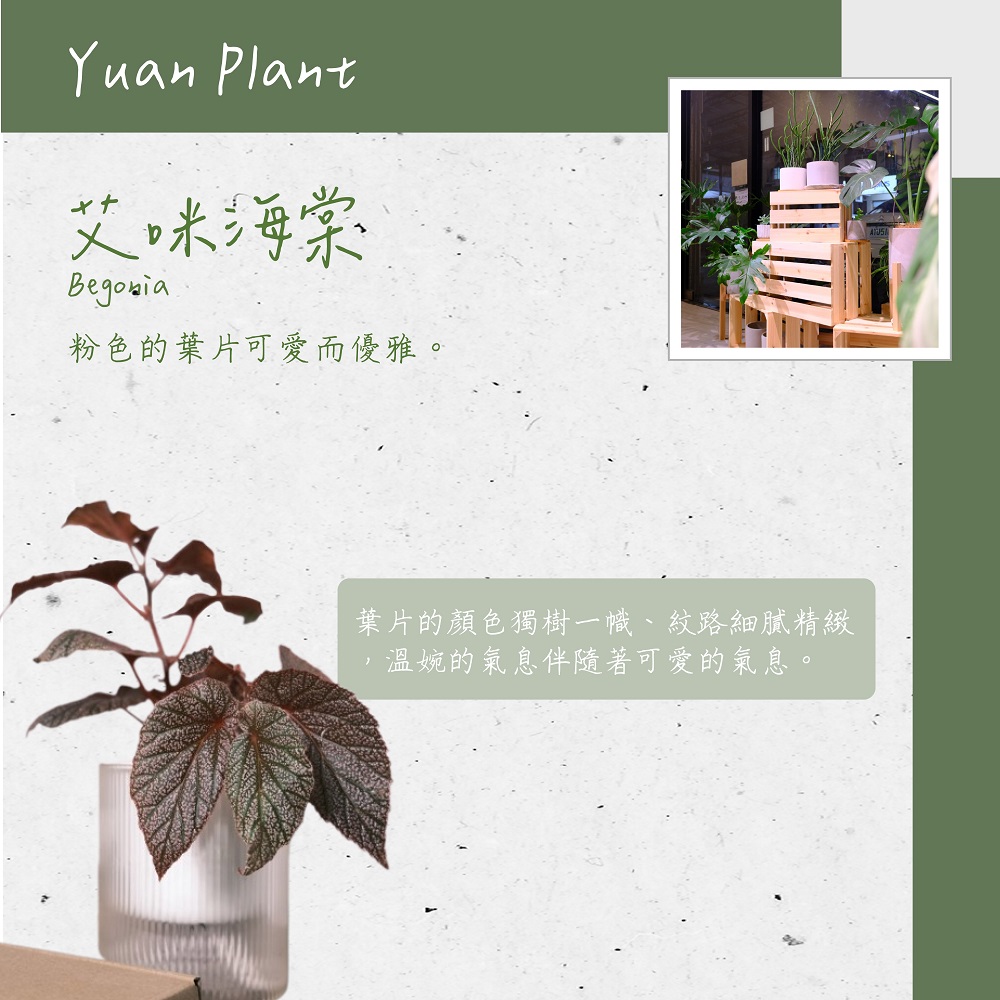 艾咪海棠 粉色的葉片可愛而優雅。 葉片的顏色獨樹一幟、紋路細膩精緻 溫婉的氣息伴隨著可愛的氣息。 