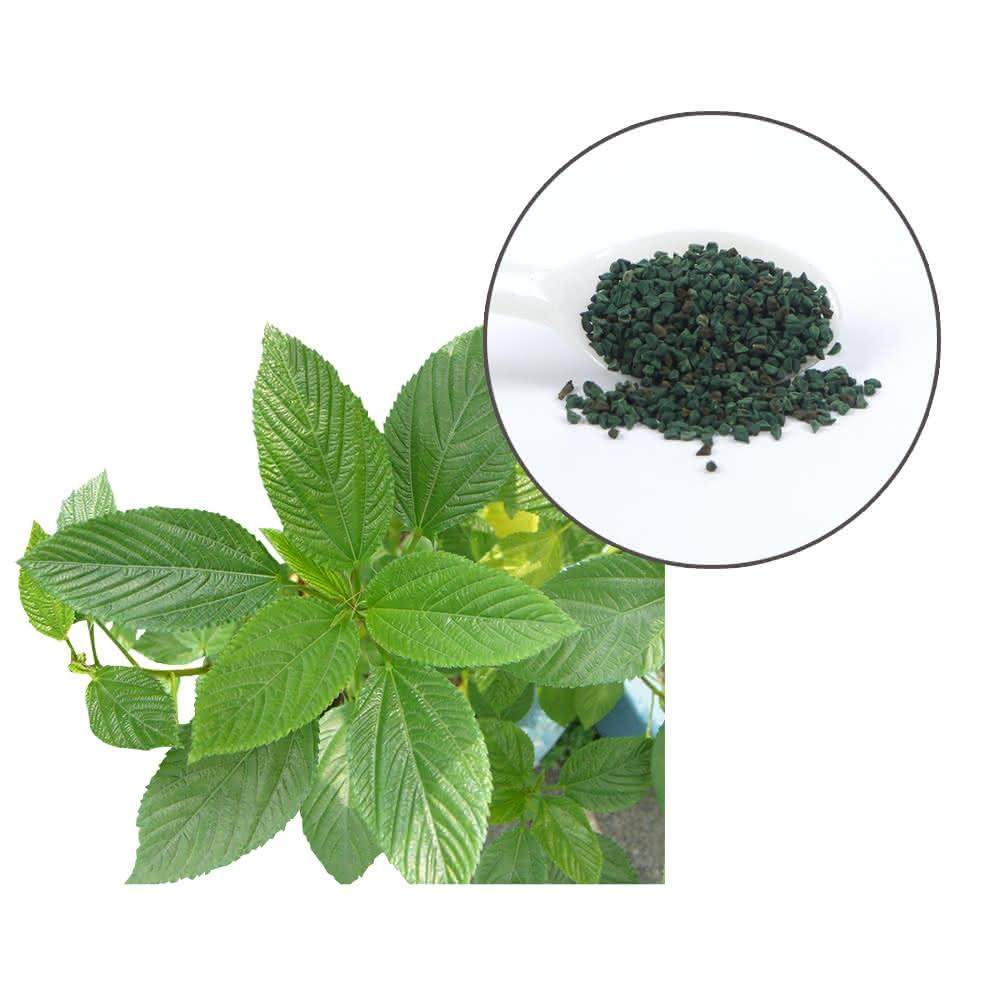 【蔬菜之家】A29-1.保康黃麻菜種子2克 約1000顆(甜麻子.國王菜.麻芛.埃及帝王菜)