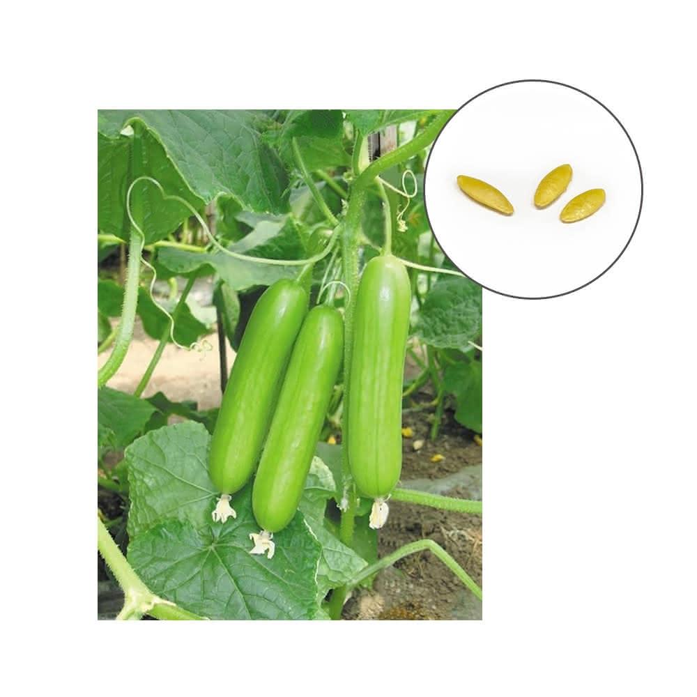 蔬菜之家】G29-1.白精靈水果小黃瓜種子3顆有藥劑處理全雌水果小