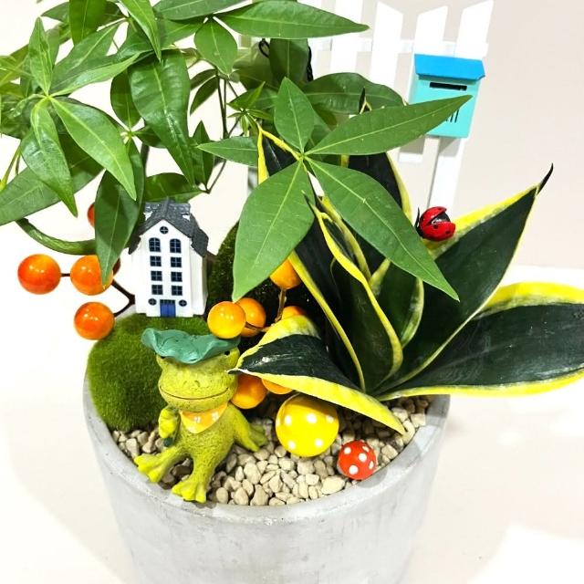 組合盆栽｜發財樹A款(附底盤)/觀葉植物/水泥盆盆栽/居家美化