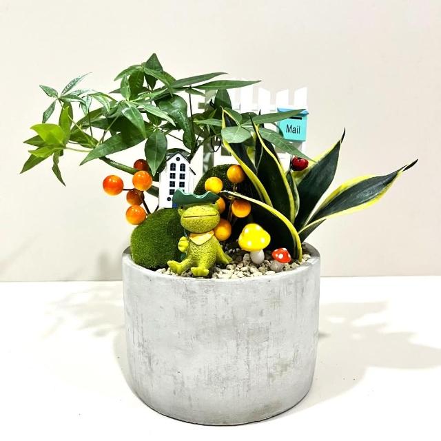 組合盆栽｜發財樹A款(附底盤)/觀葉植物/水泥盆盆栽/居家美化