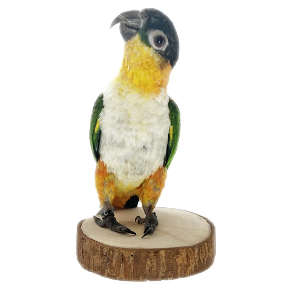 鸚鵡鞦韆平台,悠悠兩棲爬蟲特寵店【兩棲爬蟲/鸚鵡特寵/器材設備】 - momo購物網- 好評推薦-2026年1月