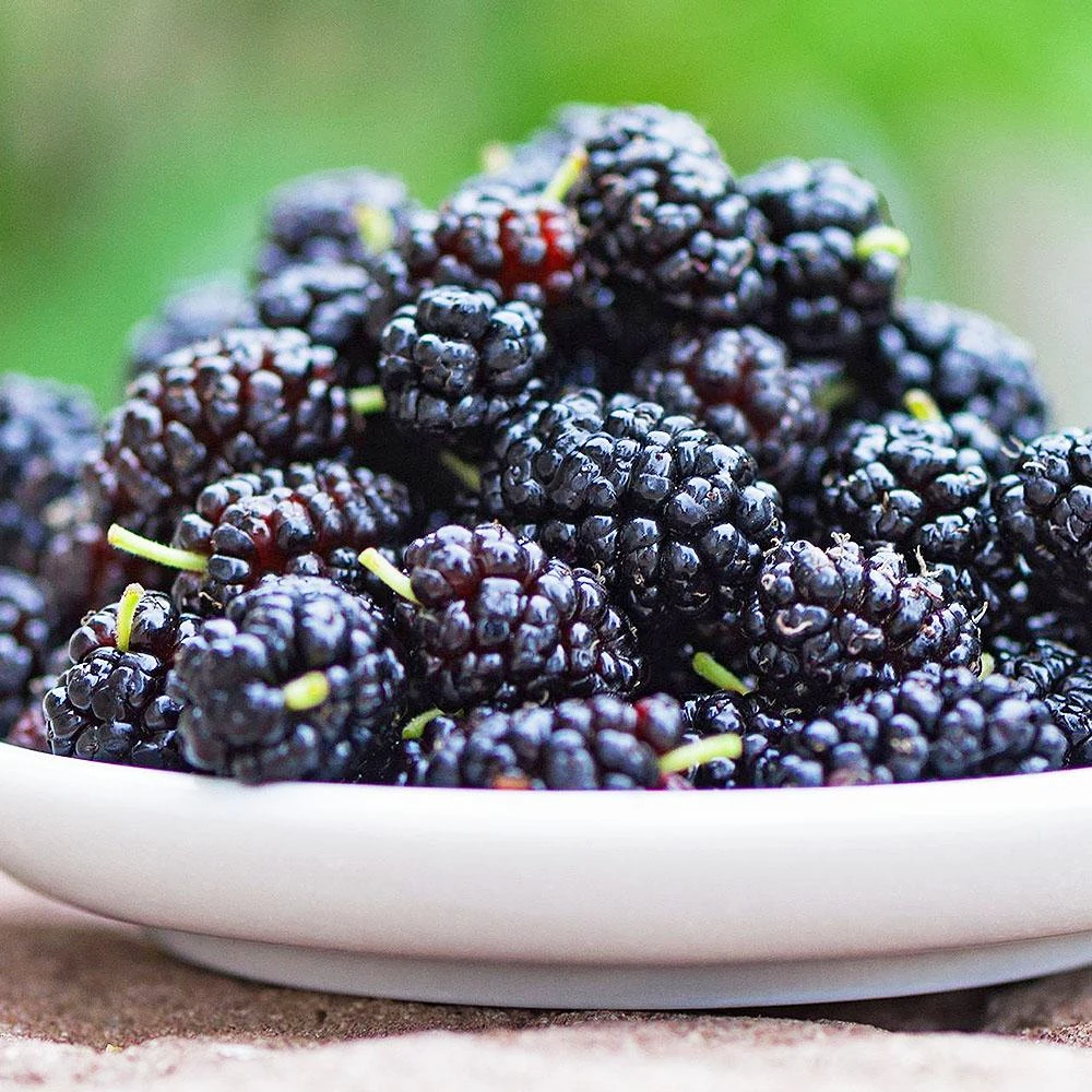 【大江生鮮】台灣產 冷凍桑葚 (300g±10%/盒) 每批都經過SGS檢驗 桑葚/水果/蔓越莓/藍莓/莓果 年菜/年菜組