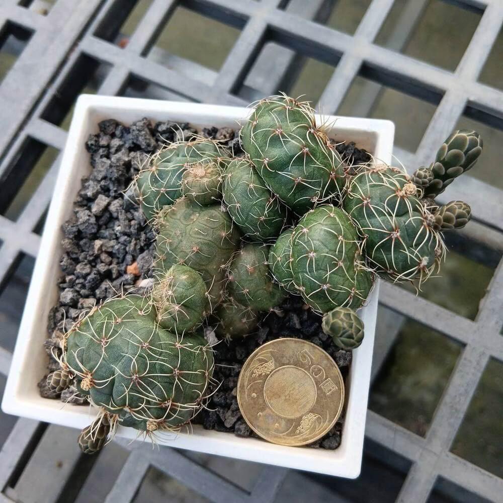 dongyang 多肉植物-緋花玉綴化(仙人掌科)