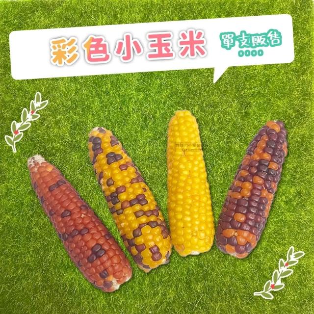 快速出貨 《單支販售》彩色小玉米 彩色玉米穗 彩色小玉米穗 鳥/鸚鵡/天竺鼠/兔子/黃金鼠/倉鼠磨牙點心