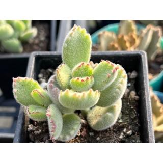 熊童子 多肉植物 熊童子– 福所栽