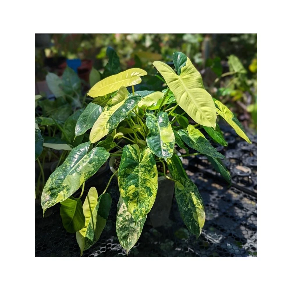 開心農元-觀葉植物- 斑葉鳥蕉Heliconia 'Variegated Nickeriensis