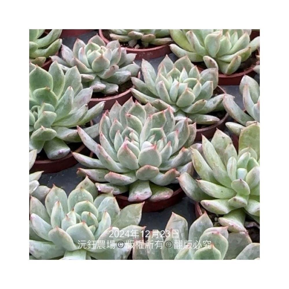 沅鈺農場多肉植物一吋盆/綠色革命