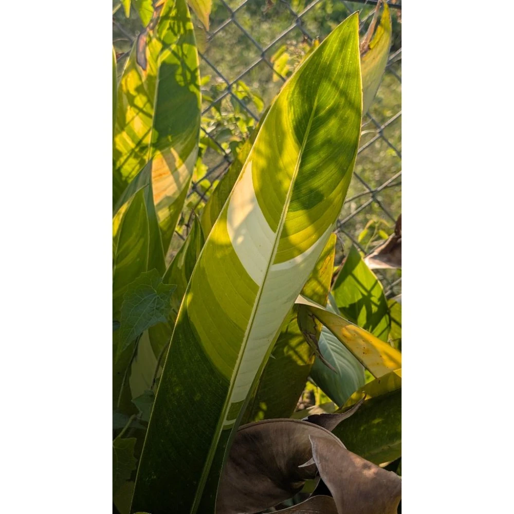 開心農元-觀葉植物- 斑葉鳥蕉Heliconia 'Variegated Nickeriensis