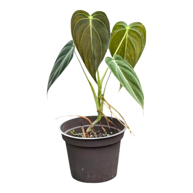 開心農元-觀葉植物- 絨葉蔓綠絨熱門IG 網紅文青必備雨林植物