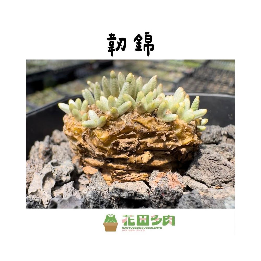 XX523 特選 多肉植物 塊根植物 lachenalia trichophylla 10株同梱