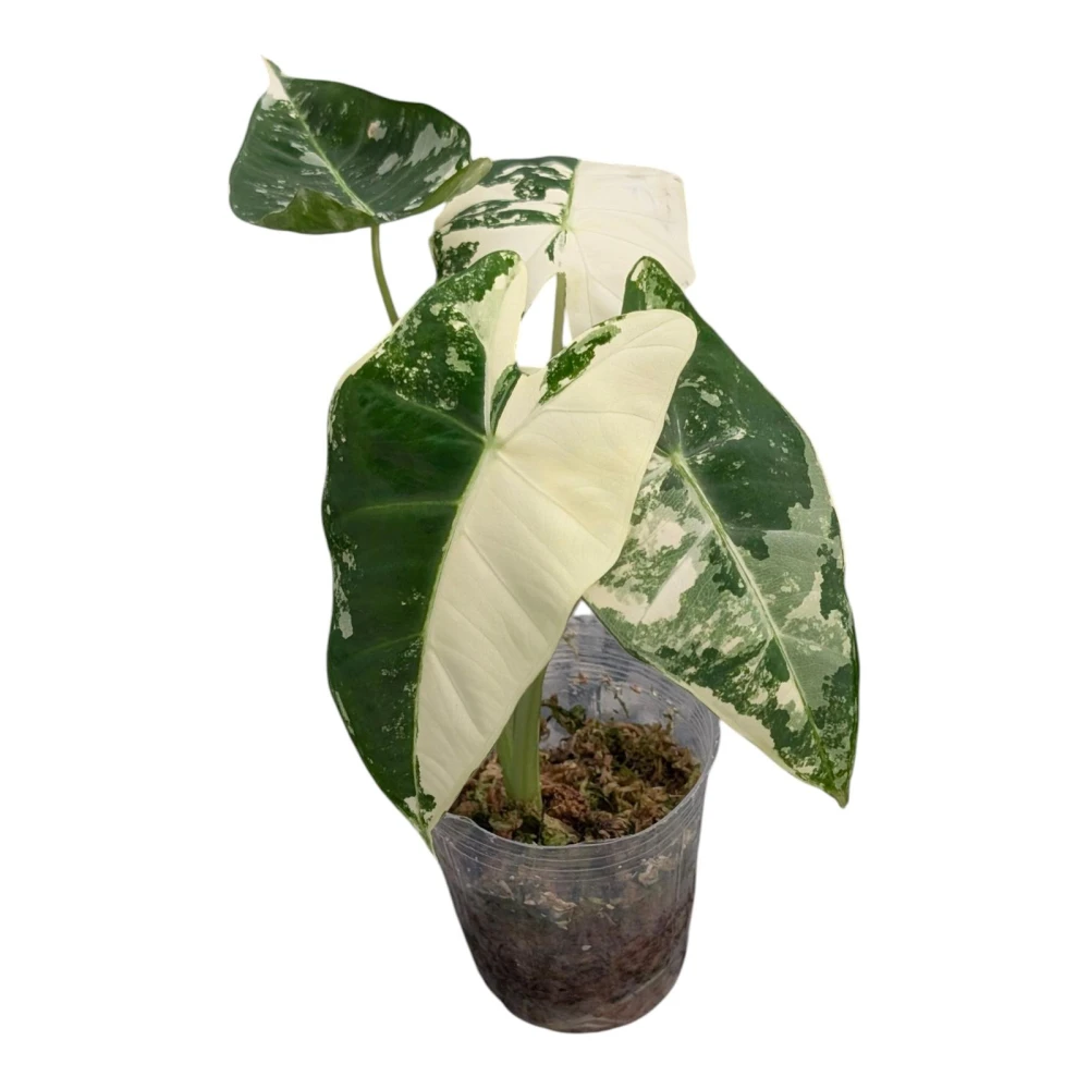 開心農元-觀葉植物- 斑葉鳥蕉Heliconia 'Variegated Nickeriensis