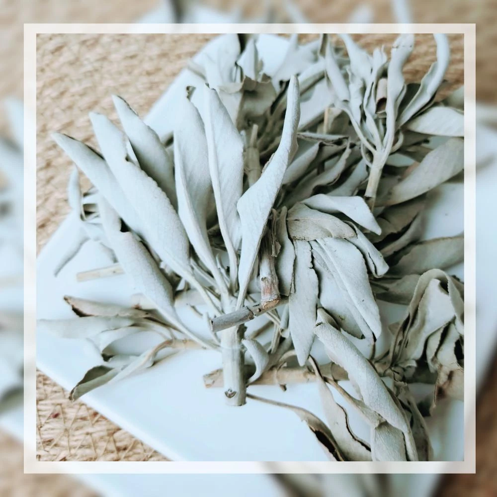每日出貨🚚(買5送1) 白色鼠尾草50g 原枝葉美國進口空間淨化水晶淨化氣