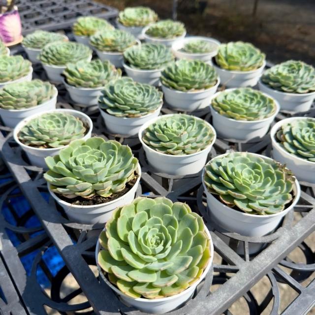 花田多肉》🌵【七福神】 3吋盆多肉植物/多肉/戶外植物/景天科