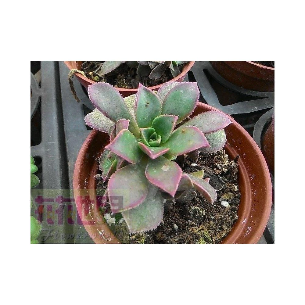 花森好市-多肉植物* 迷你蓮錦3吋盆高5-10cm 小巧多肉植物* 好療癒-1