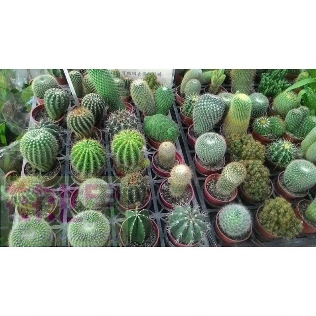 多肉植物*  不分品種仙人掌  3吋盆高5-10cm 新手入門推薦【花森好市】