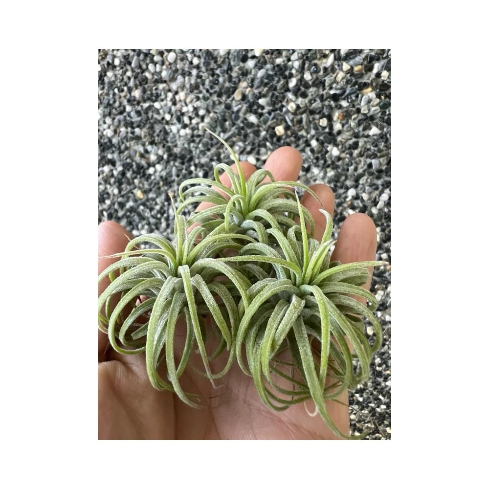 開心農元-觀葉植物- 斑葉鳥蕉Heliconia 'Variegated Nickeriensis