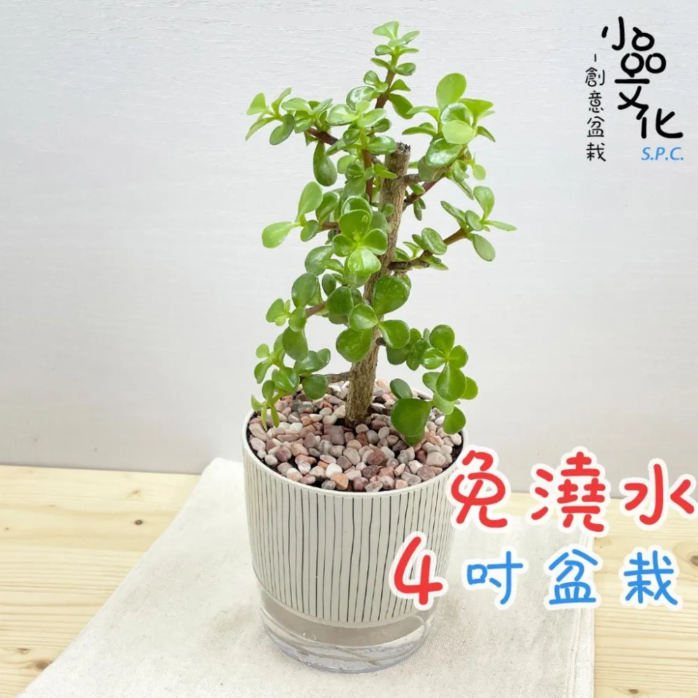 銀杏木盆栽- 比價撿便宜- 優惠與推薦- 2026年6月