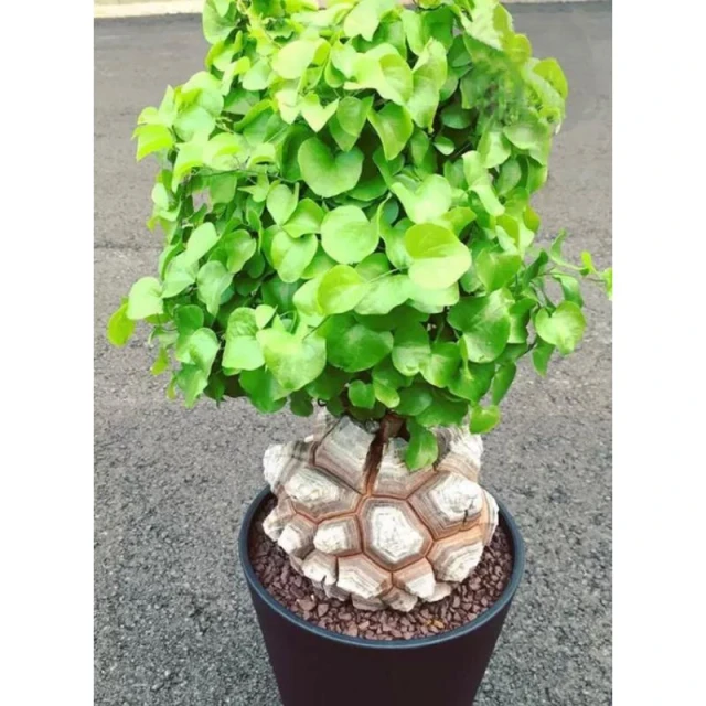 苔鑽🍀南非龜甲龍（種球）/種子直徑約0.7～2公分/塊根植物/多肉植物/觀葉植物/辦公室小物/家庭植栽/空氣清淨植物